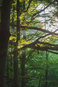 Forest, trees Forest, trees